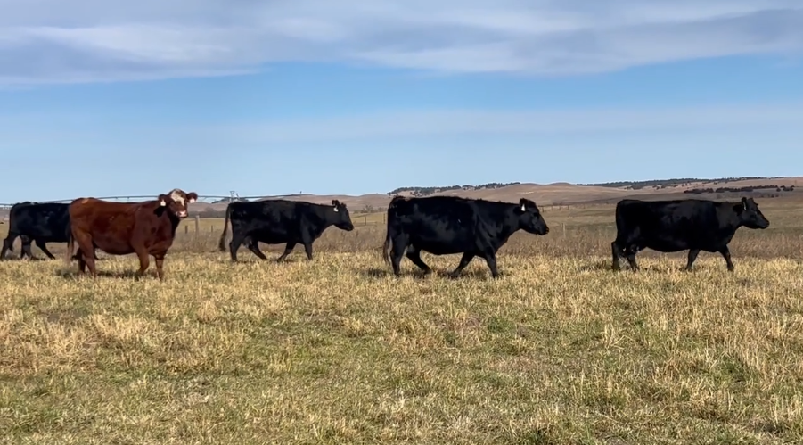 5 to Broken mouth, Good-Framed Bred Cows!-BC1113A5